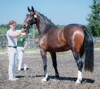 Te Koop onze lieve groninger Super Sonja, Dieren en Toebehoren, Paarden, Merrie, Dressuurpaard