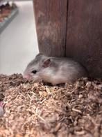 Chinese dwerghamsters vrouw E, Hamster, April, Vrouwelijk, Tam