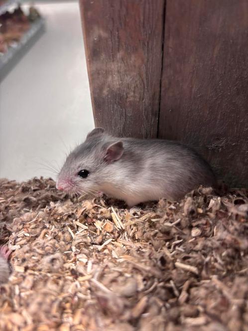Chinese dwerghamsters vrouw E, Dieren en Toebehoren, Knaagdieren, Vrouwelijk, Hamster, April, Tam