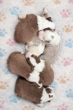 Border collie pups, Parvo, België, Fokker | Hobbymatig, 8 tot 15 weken