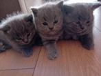 100% britse korthaar, Dieren en Toebehoren, Katten en Kittens | Raskatten | Korthaar, Poes, Ontwormd, 0 tot 2 jaar