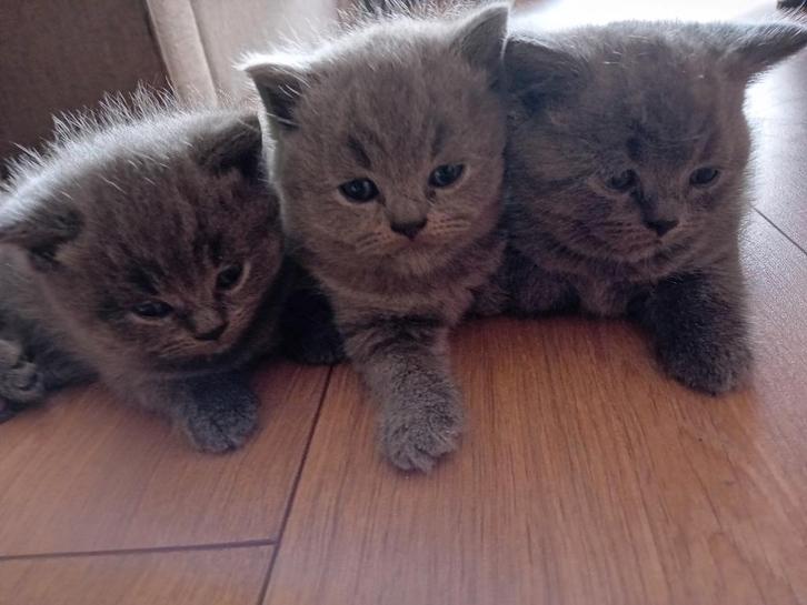 100% britse korthaar, Dieren en Toebehoren, Katten en Kittens | Raskatten | Korthaar, Poes, 0 tot 2 jaar, Ontwormd, Ingeënt