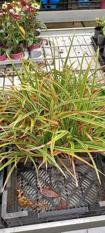 Carex morrowii Variegata  beschikbaar voor biedingen