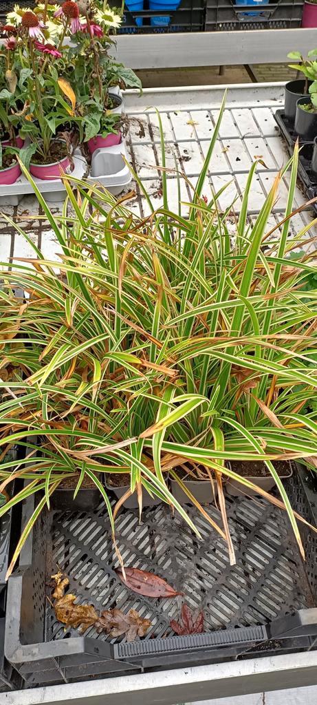 Carex morrowii Variegata, Tuin en Terras, Planten | Tuinplanten, Vaste plant, Siergrassen, Halfschaduw, Ophalen
