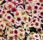 Nr 38/ zaad Phlox Cherry Caramel - Phlox drummondii - bio, Ophalen of Verzenden, Voorjaar, Volle zon, Zaad