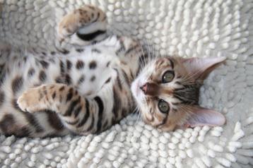 bengaal kittens beschikbaar voor biedingen