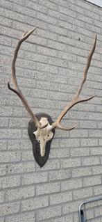 Origineel Herten Gewei - Mooie Staat!, Huis en Inrichting, Ophalen of Verzenden