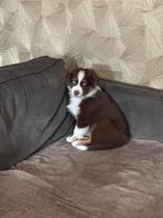 Australian shepherd pups met stamboom, Dieren en Toebehoren, CDV (hondenziekte), 8 tot 15 weken, Meerdere, Meerdere dieren