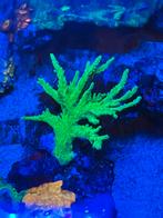 Acropora kolonies.Koraal, Overige typen