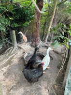 Loopeenden, 2 woerden, 1 eend, Dieren en Toebehoren, Pluimvee, Meerdere dieren, Eend