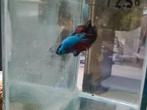 Betta splendens super delta kempvis man, Vis, Zoetwatervis
