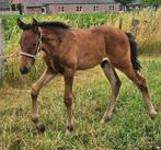 Meerdere PRE’s  (Andalusier) en veulens te koop, M, Dressuurpaard, 0 tot 2 jaar, Meerdere dieren