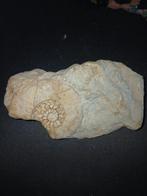 Fossiel, Ophalen of Verzenden, Fossiel