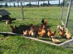 Serama hennetjes en haantjes b-klasse, Meerdere dieren, Kip