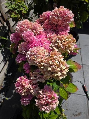 Hortensia  beschikbaar voor biedingen