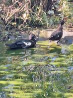1 stel oorspronkelijke muskuseenden, Dieren en Toebehoren, Pluimvee, Meerdere dieren, Eend