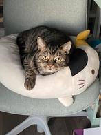 Kat vermist, Dieren en Toebehoren, Vermiste en Gevonden Dieren