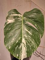 Monstera variegata stekken, Ophalen of Verzenden, Overige soorten, Minder dan 100 cm