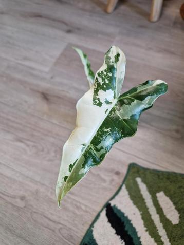 Alocasia Sarian Albo Variegata beschikbaar voor biedingen