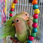 Agapornis jonge vogeltjes, Dieren en Toebehoren, Vogels | Parkieten en Papegaaien, Geslacht onbekend, Dwergpapegaai of Agapornis