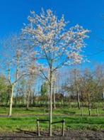 Amelanchier bomen, Tuin en Terras, Ophalen, Lente, Volle zon, Overige soorten