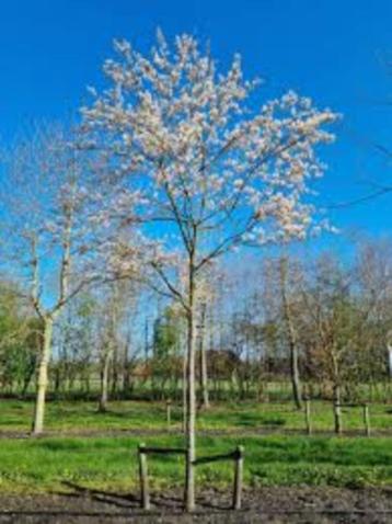 Amelanchier bomen beschikbaar voor biedingen