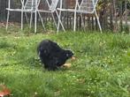 Kleine haan Amerikaanse zijdehoender, Dieren en Toebehoren, Mannelijk, Kip