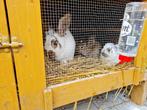 Jonge konijnen (Lotharinger x Duitse reus), Dieren en Toebehoren
