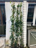 Hedera hibernica 180/200, Ophalen of Verzenden, Bloeit niet, Klimplanten, Halfschaduw