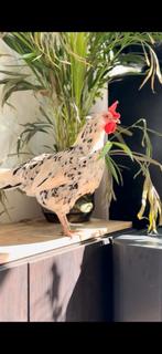 Verschillende kippen en loopeende - na kerst op te halen, Dieren en Toebehoren, Pluimvee, Meerdere dieren, Kip