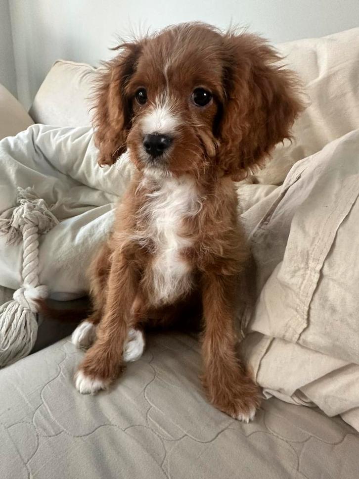 Cavapoo pup 12 weken, Dieren en Toebehoren, Honden | Chihuahua's en Gezelschapshonden, Reu, Overige rassen, Particulier, Eén hond