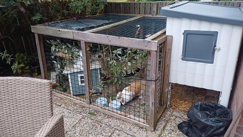 Konijntjes  eventueel compleet met hok en ren, Dieren en Toebehoren, Knaagdieren en Konijnen | Hokken en Kooien, Zo goed als nieuw