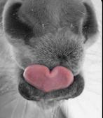 Stalling gezocht., Dieren en Toebehoren, Stalling