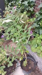 Diverse vlinderstruiken, 3x lila, 1x wit, in pot, Vaste plant, Halfschaduw, Zomer, Ophalen