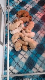 Labradoodles pups, Rabiës (hondsdolheid), Overige rassen, 8 tot 15 weken, Meerdere