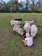 Skudde ramlammeren van 2025 te koop, zijn BC gewend, Dieren en Toebehoren, Schapen, Geiten en Varkens, Mannelijk, Schaap, 0 tot 2 jaar