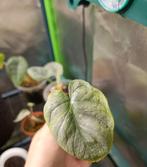 Alocasia Silver Dragon, Huis en Inrichting, Kamerplanten, Ophalen of Verzenden, Halfschaduw, Minder dan 100 cm