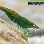 green jade | diep groene garnaal, Kreeft, Krab of Garnaal, Zoetwatervis, Schoolvis
