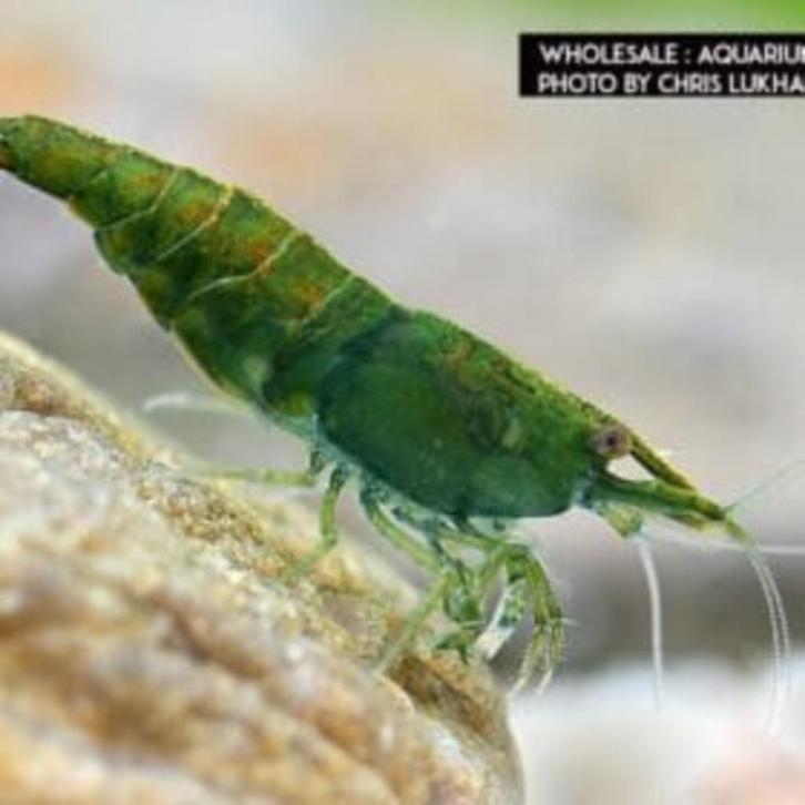 green jade | diep groene garnaal, Dieren en Toebehoren, Vissen | Aquariumvissen, Zoetwatervis, Kreeft, Krab of Garnaal, Schoolvis