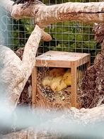 Kanaries, Dieren en Toebehoren, Vogels | Overige Vogels, Meerdere dieren, Tropenvogel