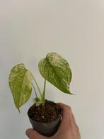 monstera deliciosa mint, Huis en Inrichting, Overige soorten, In pot, Minder dan 100 cm, Groene kamerplant