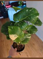 Monstera Thai constellation, Huis en Inrichting, Kamerplanten, Ophalen, Halfschaduw, Minder dan 100 cm