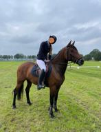 Mooie 4 jarige merrie, Dieren en Toebehoren, Paarden, Merrie, Dressuurpaard, 3 tot 6 jaar