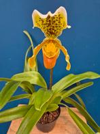 Orchidee Paphiopedilum Insigne 3N p11 (3)