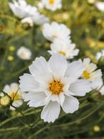 Cosmea seashell wit - bio zaden, Ophalen of Verzenden, Volle zon