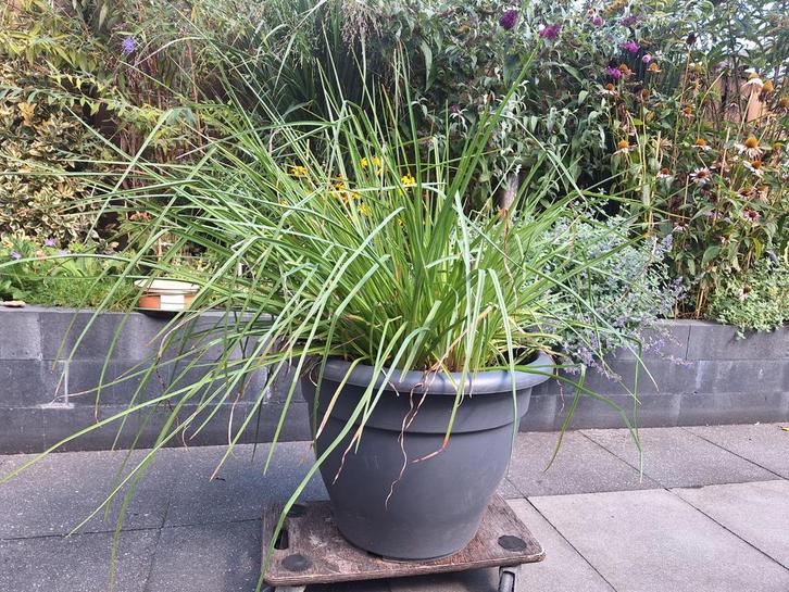 Kniphofia in grijze pot - Zonnige standplaats, Tuin en Terras, Planten | Tuinplanten, Ophalen
