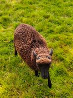 Ouessant ooi, Dieren en Toebehoren, Schapen, Geiten en Varkens, Vrouwelijk, Schaap, 0 tot 2 jaar
