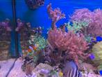 Koraal stekjes - Kenia boompjes, Dieren en Toebehoren, Ophalen, Nieuw, Overige typen