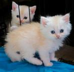 Ragdoll kittens te koop mix Perzisch, Dieren en Toebehoren, Meerdere dieren, Ontwormd, 0 tot 2 jaar