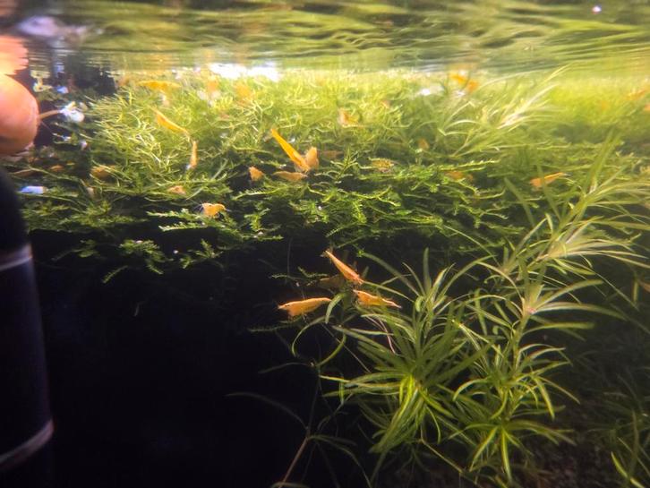 Golden Yellow Citroengarnaal - Neocaridina, Dieren en Toebehoren, Vissen | Aquariumvissen, Zoetwatervis, Kreeft, Krab of Garnaal